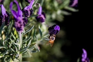 A honey bee feeds on a rosemary flower 3