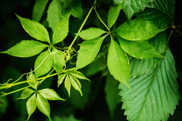 fresh and green leaves.