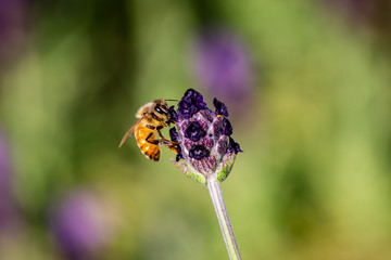 a honey bee visits a small rosemary flower