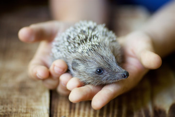 Little hedgehog in the children's hands.
