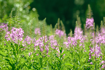 Pink flowers of fireweed (Epilobium or Chamerion angustifolium) in bloom ivan tea. Flowering willow-herb or blooming sally