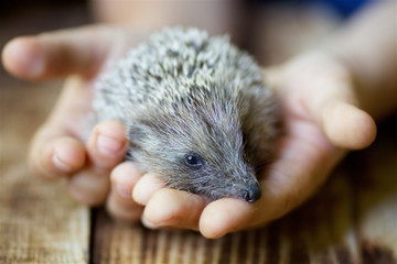 Little hedgehog in the children's hands.