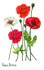 Poppy flowers on white background,vector illustration