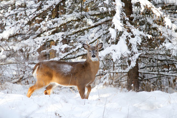 White-tailed deer in the early morning light in the winter snow in Canada