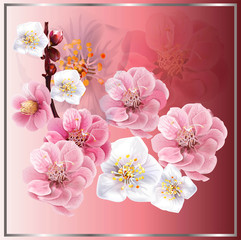 Naklejki  Chińska śliwka kwiaty na różowym tle, ilustracji wektorowych