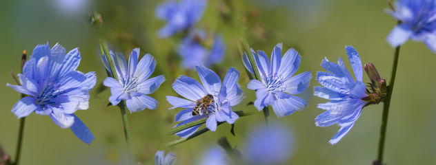 Chicory flower (Cichorium intybus) close up on a green blurred background