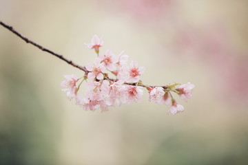 Cherry blossom flowers , sakura flowers in pink background vintage style
