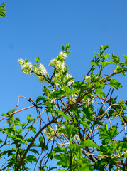 Branches of blooming cherry plums in the early spring in the garden.