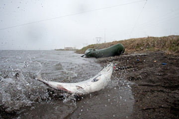 Obraz premium Fishing, salmon, Kamchatka peninsula