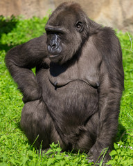 Fototapeta premium Portrait of a gorilla in the park