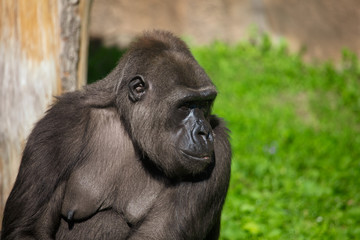 Portrait of a gorilla in the park