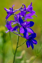 Blue flowers in a park