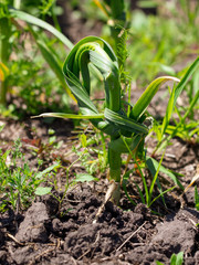 Knotted leaves of garlic in the garden