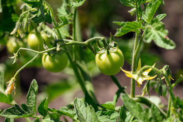Green tomatoes on a bush in the garden