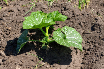 A green sprout of pumpkin in the ground in nature
