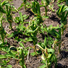 Knotted leaves of garlic in the garden