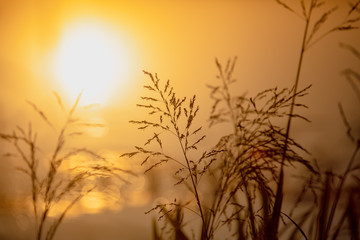 Fototapeta premium Broom on grass against sunset background