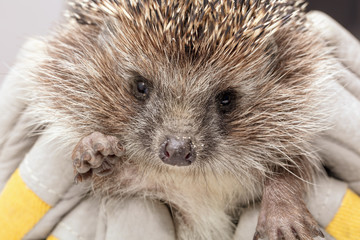 Portrait of a hedgehog in the hands