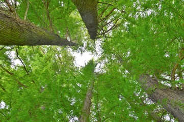 Naklejka premium Trees