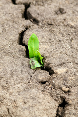 green leaves of a plant growing in a ground crack