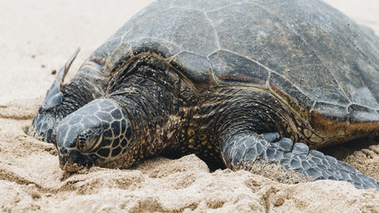 Sea Turtles on North Shore