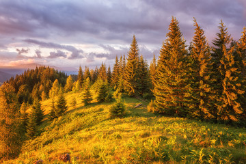 Beautiful sunset in the mountains, sunny hill with christmas trees and color sky, summer landscape, Carpathian Biosphere Reserve