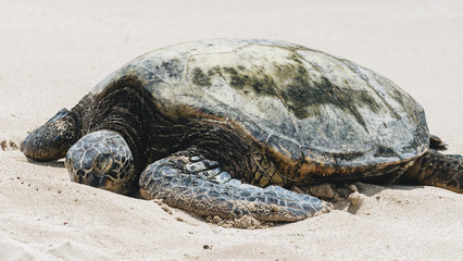 Sea Turtles on North Shore