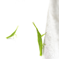 Chinese grasshopper on a white background