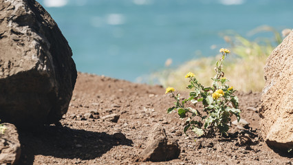 Ka'ena Point Flowers