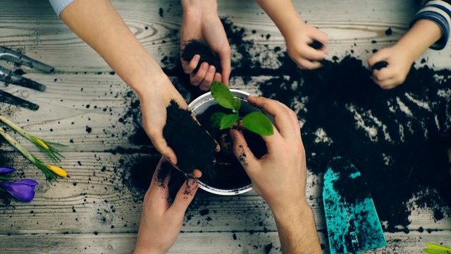 Hands of family members who planted flowers in a pot. Hands close-up planing flowers in a pot. Gardening concept.