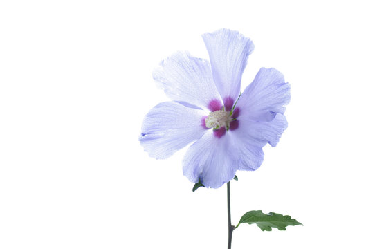flower of Hibiscus syriacus on a white background