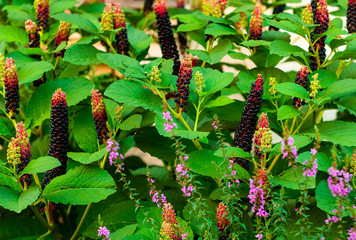 Background of garden design. Landscaping in park with purple flowers,natural light, space for copy, close up,

