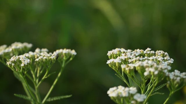 4k White Wildflowers On Nature Background