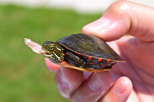 Small Painted Turtle Eating Held In Hand