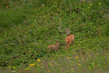 roe deer, capreolus capreolus