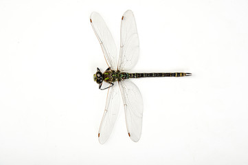 libelle libellen insekt dragonfly