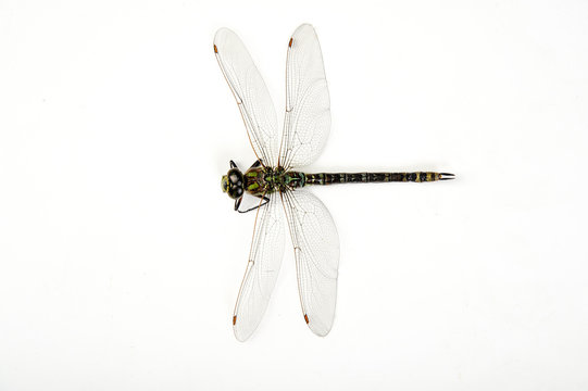 libelle libellen insekt dragonfly