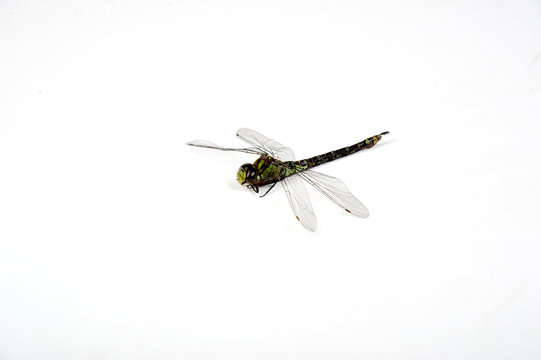 libelle libellen insekt dragonfly