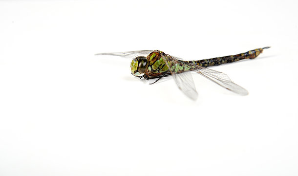 Libelle Insekt