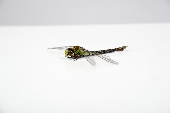 Libelle Insekt zygoptera augenstecher vor wei&szlig;en Hintergrund