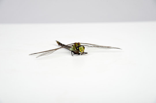 Libelle Insekt zygoptera augenstecher vor wei&szlig;en Hintergrund