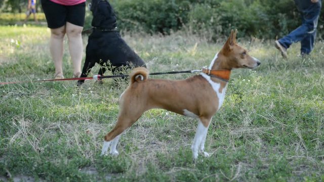 Basenji African dog breed playing in the natural park with leash