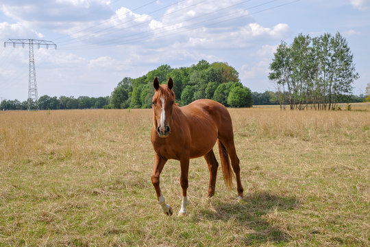 braunes Pferd auf Koppel Araber Quarterhorse