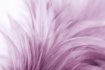 Obraz premium Purple chicken feathers in soft and blur style for background