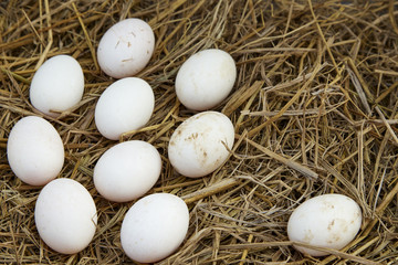 Duck eggs on the nest