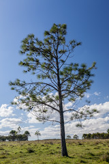 Single pine tree in coastal field in Uruguay in wintertime