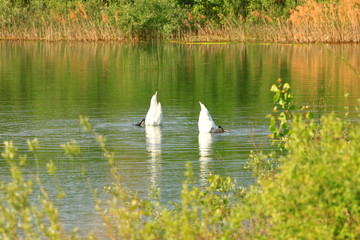 Swans, funny pose on the lake