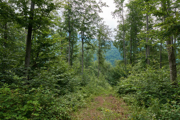Fototapeta na wymiar Trail in the forest