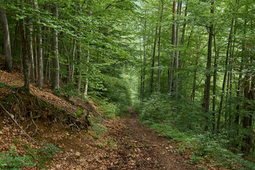 Trail in the forest