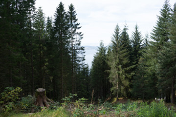 Bergen forest